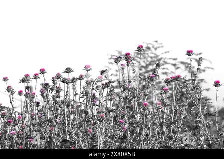 Photo of plant with purple flowers in black and white. Wallpaper. Abstract natural background photo. No people, nobody. Bloom, blossom. Stock Photo