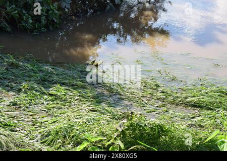 grass in the flood Stock Photo