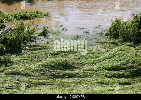 grass in the flood Stock Photo