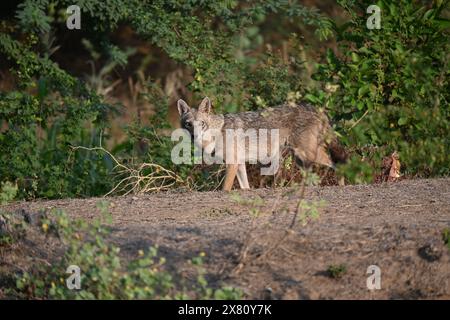 The golden jackal (Canis aureus), also called the common jackal, is a wolf-like canid that is native to Eurasia. It's both a predator and a scavenger. Stock Photo