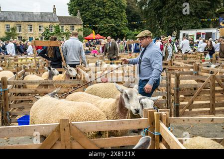 Male judge wearing a traditional flat cap, holding a shepherd's crook as he enters a sheep pen. Masham Sheep Fair, UK Stock Photo