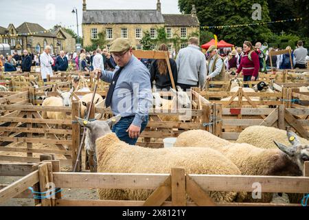 Male judge wearing a traditional flat cap, holding a shepherd's crook as he inspects the sheep. Masham Sheep Fair, UK Stock Photo