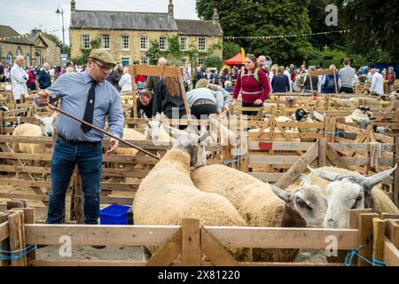 Male judge wearing a traditional flat cap, holding a shepherd's crook as he enters a sheep pen. Masham Sheep Fair, UK Stock Photo