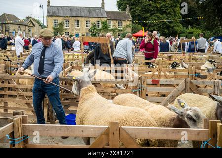 Male judge wearing a traditional flat cap, holding a shepherd's crook as he enters a sheep pen. Masham Sheep Fair, UK Stock Photo