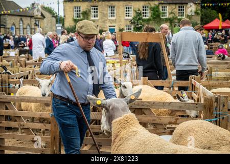 Male judge wearing a traditional flat cap, holding a shepherd's crook as he enters a sheep pen. Masham Sheep Fair, UK Stock Photo