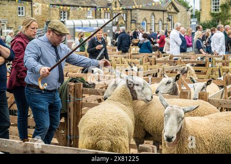 Male judge wearing a traditional flat cap, holding a shepherd's crook as he enters a sheep pen. Masham Sheep Fair, UK Stock Photo