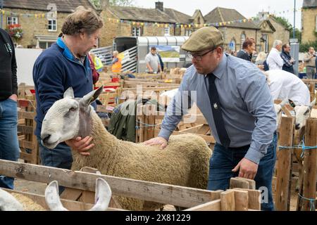 Serious looking male judge standing in a wooden pen, examining a sheep at the Masham Sheep Fair. North Yorkshire, UK Stock Photo