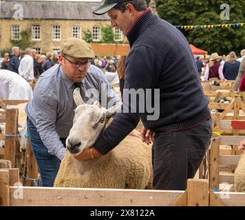 Serious looking male judge standing in a wooden pen, examining a sheep at the Masham Sheep Fair. North Yorkshire, UK Stock Photo