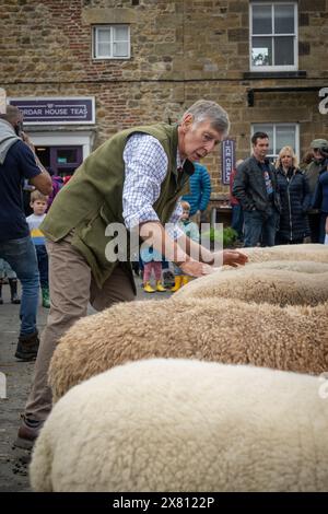 Judge standing at the rear of a row of sheep, comparing them at Masham Sheep Fair in North Yorkshire, UK Stock Photo