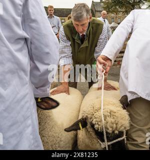 Judge standing at the rear 2 sheep, comparing them at Masham Sheep Fair in North Yorkshire, UK Stock Photo