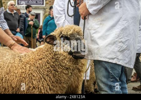 Close-up of sheep held on a harness by its owner in a traditional white coat, while the judge feels the sheep's back at Masham Sheep Fair. UK Stock Photo