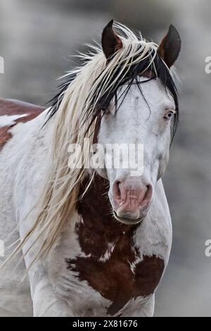 The Steens Mountain wild horses can range from pinto to buckskin, sorrel, bay, palomino, gray brown and black. Stock Photo