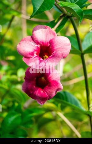 Allamanda blanchetii (purple allamanda, violet allamanda, Allamanda violacea). The stem fiber can be extracted which is very strong and silky white Stock Photo