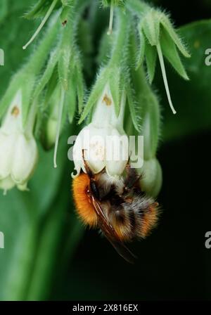 Common Carder Bumblebee, Bombus pascuorum, Feeding On The Nectar Of Common Comfrey, Symphytum officinale, New Forest UK Stock Photo