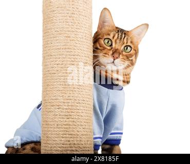 A Bengal cat peeks out from behind a cat scratching post. Cat and scratching post on a white background. Stock Photo