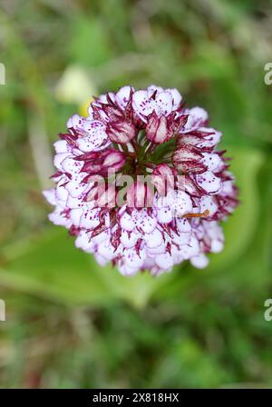 Lady Orchid, Orchis purpurea, Orchidaceae.  Oxfordshire, UK.  Rare in the UK. Stock Photo