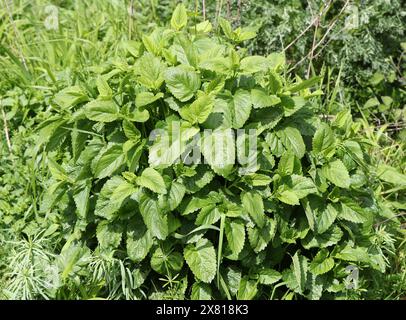 Lemon Balm, Melissa officinalis, Lamiaceae. Lemon balm is a perennial herbaceous plant in the mint family and native to south-central Europe. Stock Photo