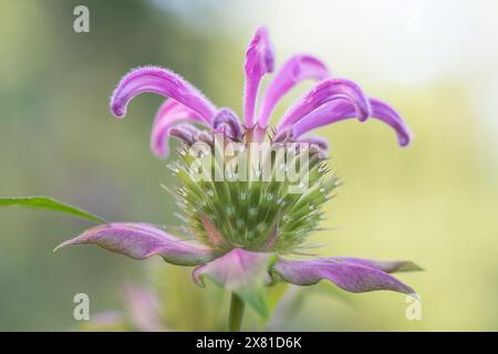 Closeup of a pink Wild Bergamot flower, Monarda fistulosa. Stock Photo