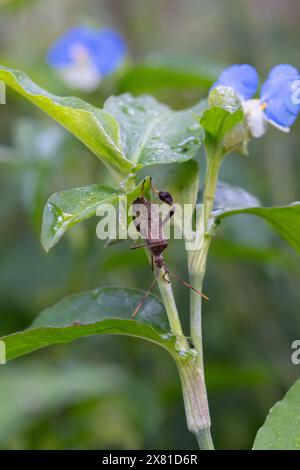 Closeup of Leptoglossus zonatus, or Leaf footed bug, in a Texas vegetable garden. Stock Photo