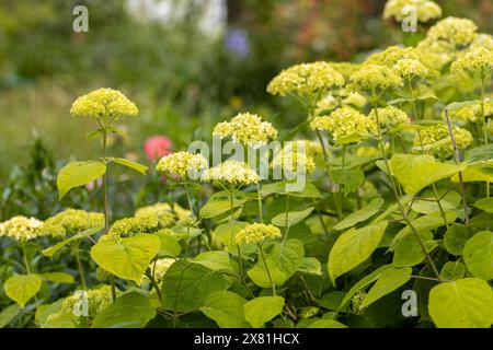 Hydrangea arborescens 'Annabelle' a summer flower small white shrub plant commonly known as smooth hydrangea stock photo image Stock Photo