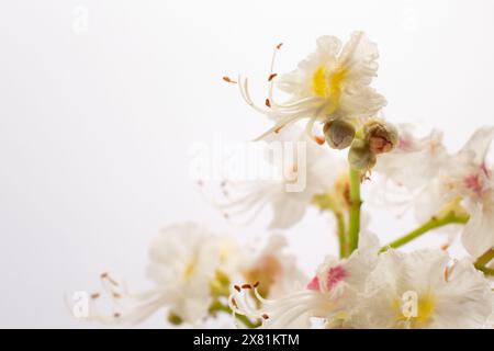 Horse chestnut flowers on white background. Close up Stock Photo