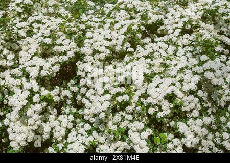 Small white flowers of Spiraea chamaedryfolia. germander meadowsweet, elm-leaved spirea. Spring bloom. Floral background. Stock Photo