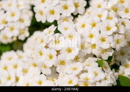 Small white flowers of Spiraea chamaedryfolia, close-up. germander meadowsweet, elm-leaved spirea. Spring bloom. Floral background. Stock Photo