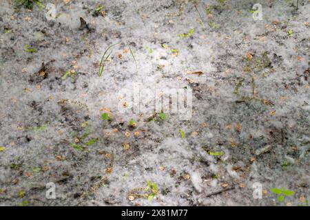 Lots of poplar fluff in the forest. Allergy. Populus, aspen, cottonwood. Stock Photo