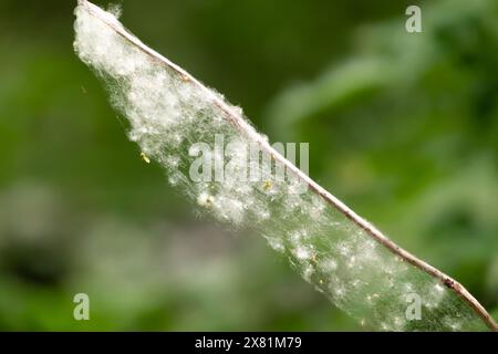 Lots of poplar fluff in the forest. Allergy. Populus, aspen, cottonwood. Stock Photo