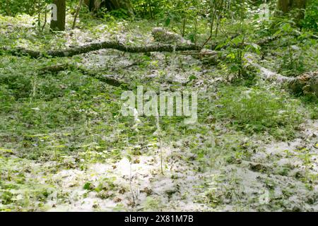 Lots of poplar fluff in the forest. Allergy. Populus, aspen, cottonwood. Stock Photo