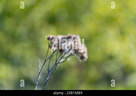 Dried spines of Arctium lappa, close-up. greater burdock, edible burdock, lappa, beggar's buttons, thorny burr, happy major. Stock Photo