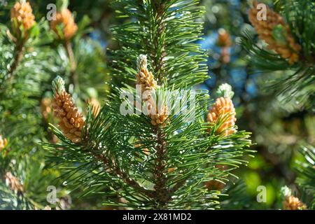 Young cones of Pinus mugo. dwarf mountain pine, mountain pine, scrub mountain pine, Swiss mountain pine. Stock Photo