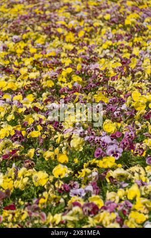 Multi-colored violets in a flowerbed. Floral background. Spring bloom. Beautiful flowers. Stock Photo