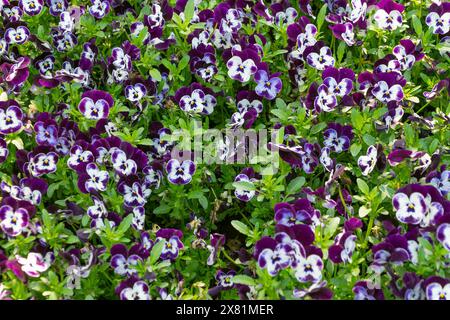 Multi-colored violets in a flowerbed. Floral background. Spring bloom. Beautiful flowers. Stock Photo