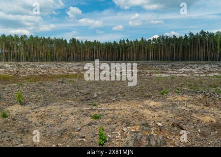 Deforestation. Stumps in a clearing in the middle of the forest after deforestation. Stock Photo