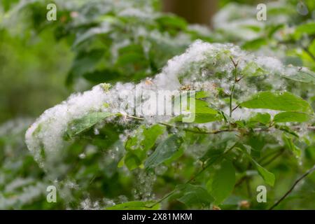 Lots of poplar fluff in the forest. Allergy. Populus, aspen, cottonwood. Stock Photo