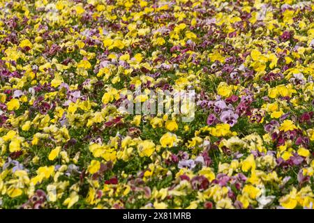 Multi-colored violets in a flowerbed. Floral background. Spring bloom. Beautiful flowers. Stock Photo
