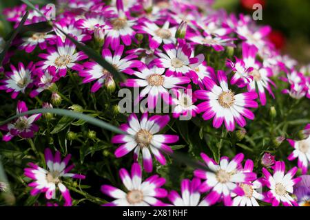 Pericallis cruentus also known as cineraria florist's cineraria or common ragwort. Spring bouquet Stock Photo