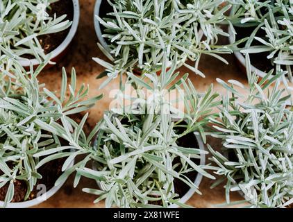 Lavender seedlings in pots on the counter in a plant store. Nursery and sale of plants. Top view. Stock Photo