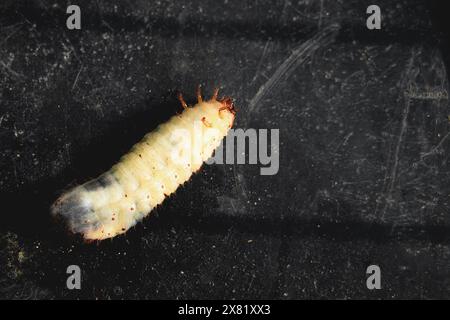 chockchafer, white grub, Melolontha vulgaris, close up of may beetle larvas on soil Stock Photo