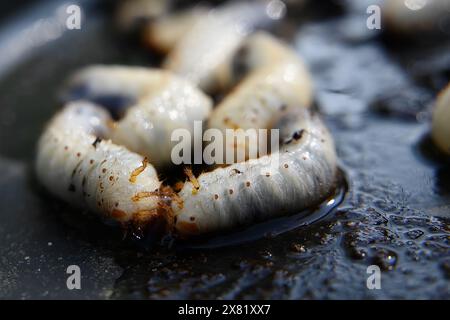 chockchafer, white grub, Melolontha vulgaris, close up of may beetle larvas on soil Stock Photo