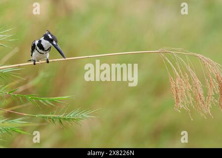 Pied kingfisher (Ceryle rudis), male, perched on a reed stem, overlooking the Olifants River, on the lookout, Kruger National Park, South Africa, Stock Photo