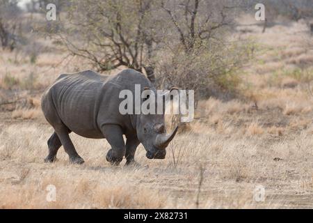 Southern white rhinoceros (Ceratotherium simum simum), adult female walking in dry grass, with a red-billed oxpecker on her back, Kruger National Park Stock Photo