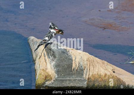 Pied kingfisher (Ceryle rudis), female, sitting on a rock with a fish in his beak, feeding, Olifants River, Kruger National Park, South Africa, Africa Stock Photo