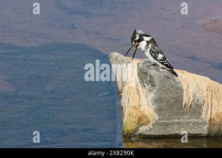 Pied kingfisher (Ceryle rudis), female, sitting on a rock, swallowing a fish, Olifants River, Kruger National Park, South Africa, Africa Stock Photo