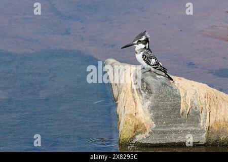 Pied kingfisher (Ceryle rudis), female, sitting on a rock, digesting a fish, Olifants River, Kruger National Park, South Africa, Africa Stock Photo