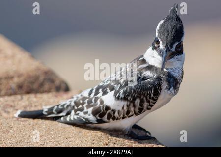 Pied kingfisher (Ceryle rudis), female, perched on the guardrail, overlooking the Olifants River, animal portrait, Kruger National Park, South Africa, Stock Photo