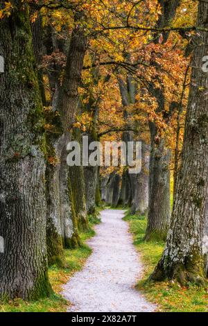 Autumn scenic with oak trees of a shady alley Stock Photo - Alamy