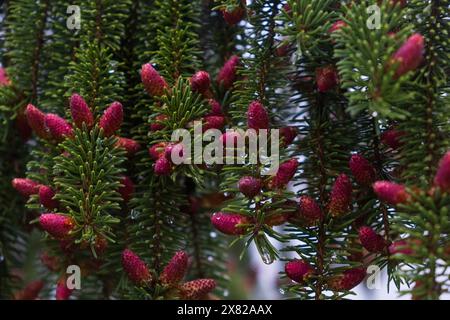Beautiful natural background from pink cones on a spruce tree in spring with raindrops on the branches. Stock Photo