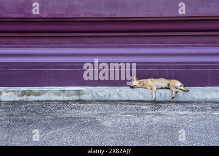 Young brown stray dog sleeping on pavement in the temple Stock Photo